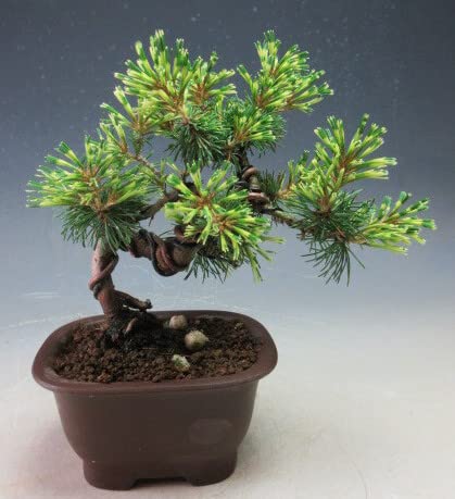 Amazon.co.jp: 盆栽 斑入り五葉松（花火）【現品】（2268） : DIY